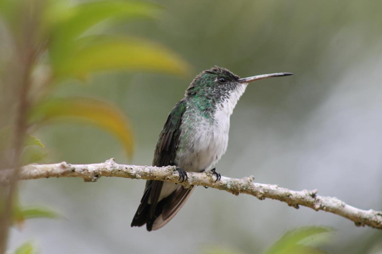 Pousada Colibri Morro de Sao Paulo Bagian luar foto